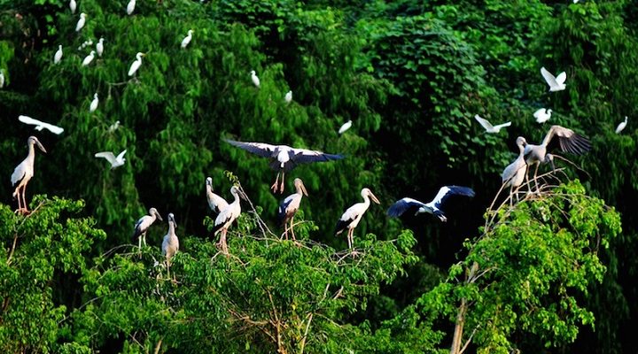vam ho bird sanctuary