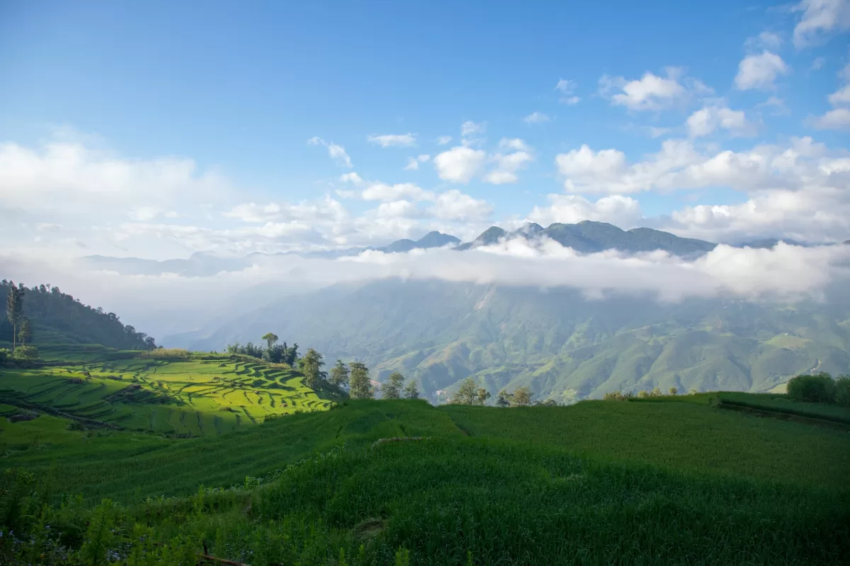 sapa